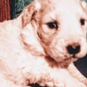 Meet your Posher, Cordell